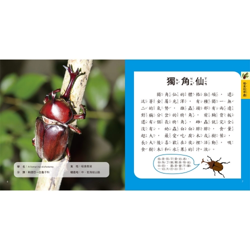 甲蟲圖鑑小百科