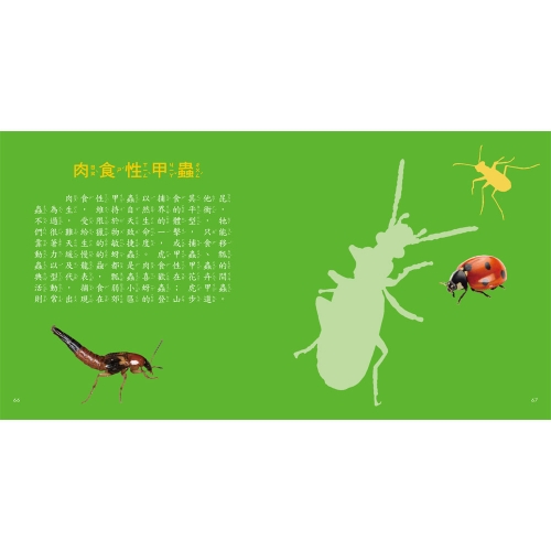 甲蟲圖鑑小百科