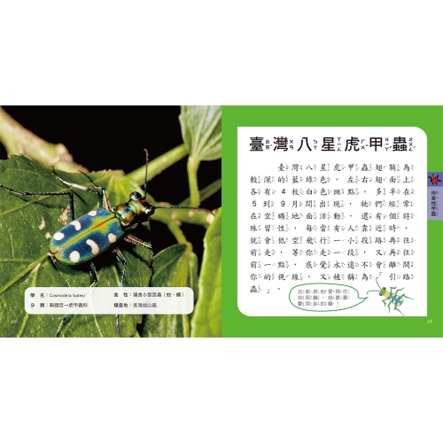 甲蟲圖鑑小百科