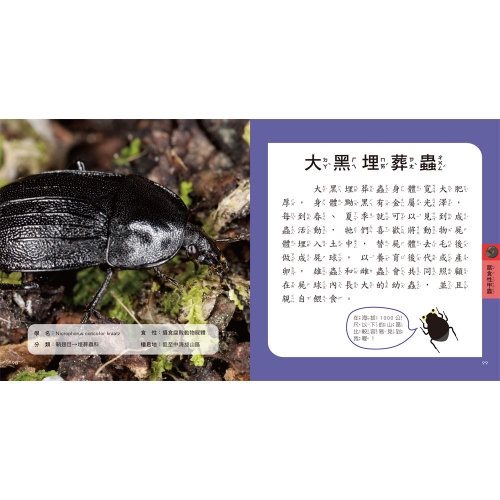 甲蟲圖鑑小百科