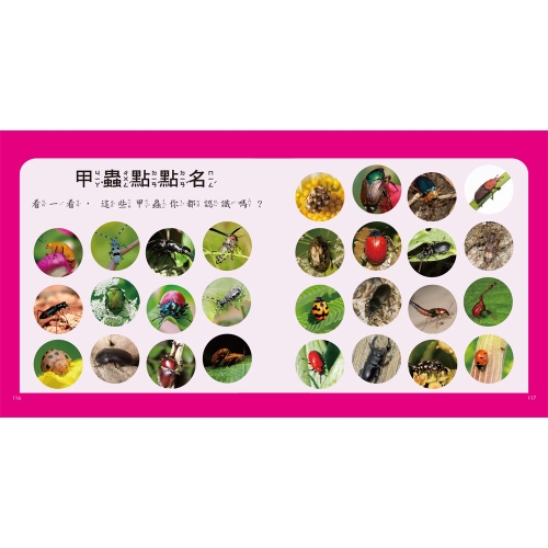 甲蟲圖鑑小百科